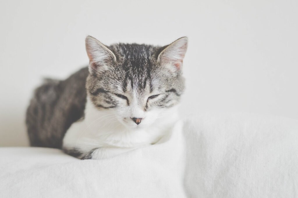 Banishing the Cat Litter Smell: Best 7 Expert Tips!
