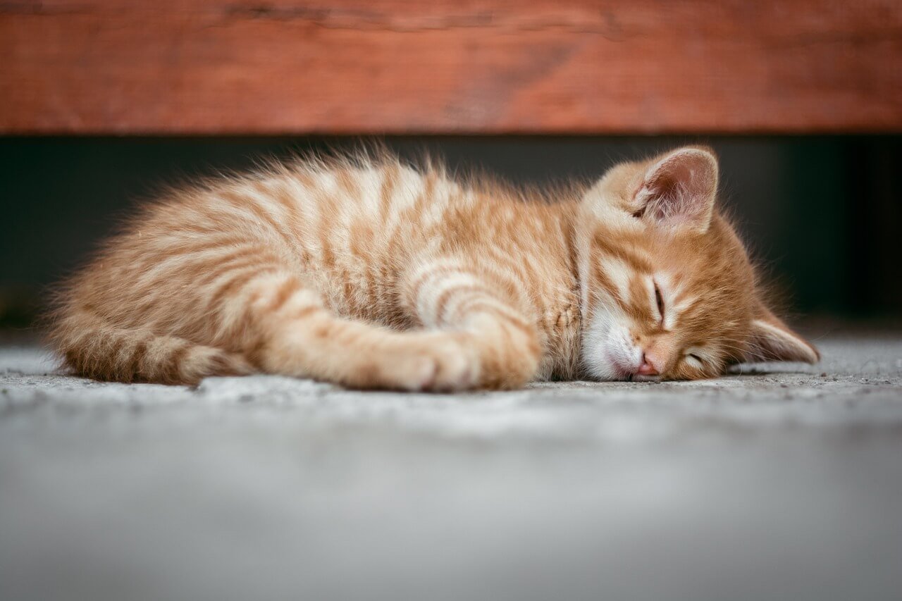 Are Cat Years the Same as Dog Years? Best 7 Expert Tips!