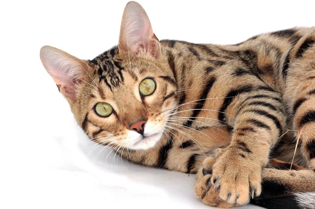 Why Does My Cat Try to Bury Her Food? Best 7 Behavior Tips!