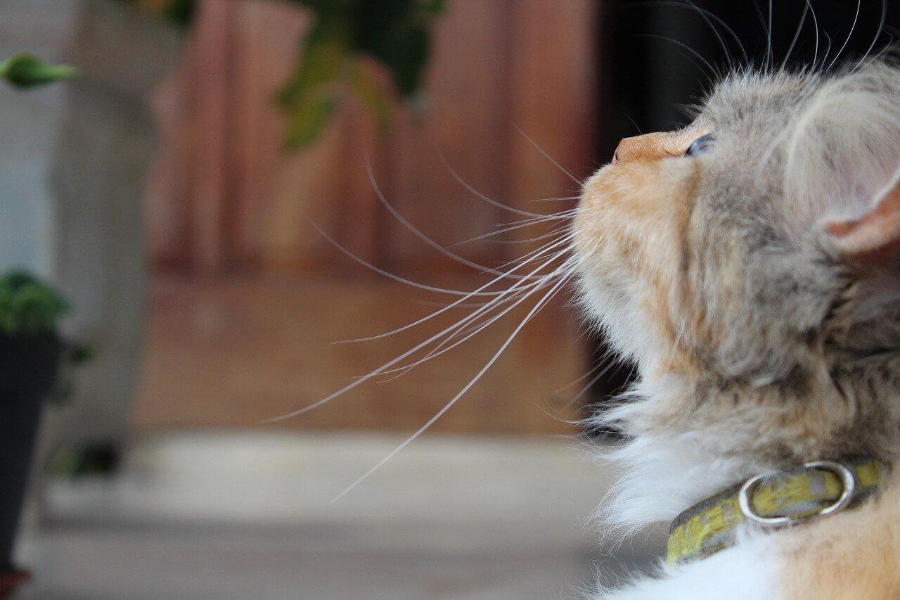 Discovering the Charm of Pastel Calico Cats: Best 7 Tips!