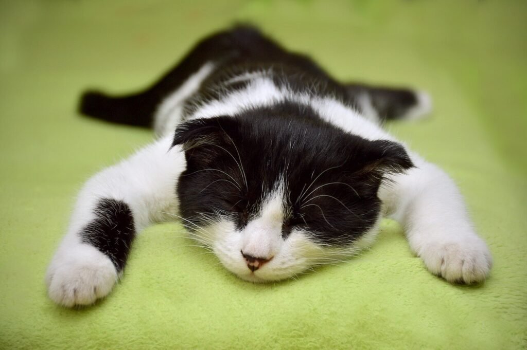 Understanding Cystocentesis in Cats: Best 7 Health Tips!