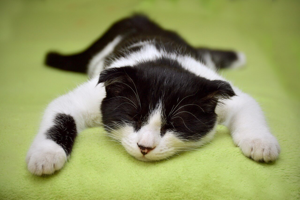 Understanding Cystocentesis in Cats: Best 7 Health Tips!