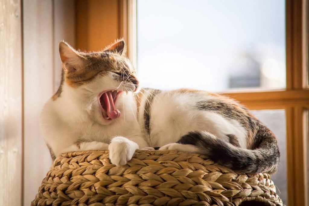 Why Is My Cat Purring So Loud? Best 7 Expert Behavior Tips!