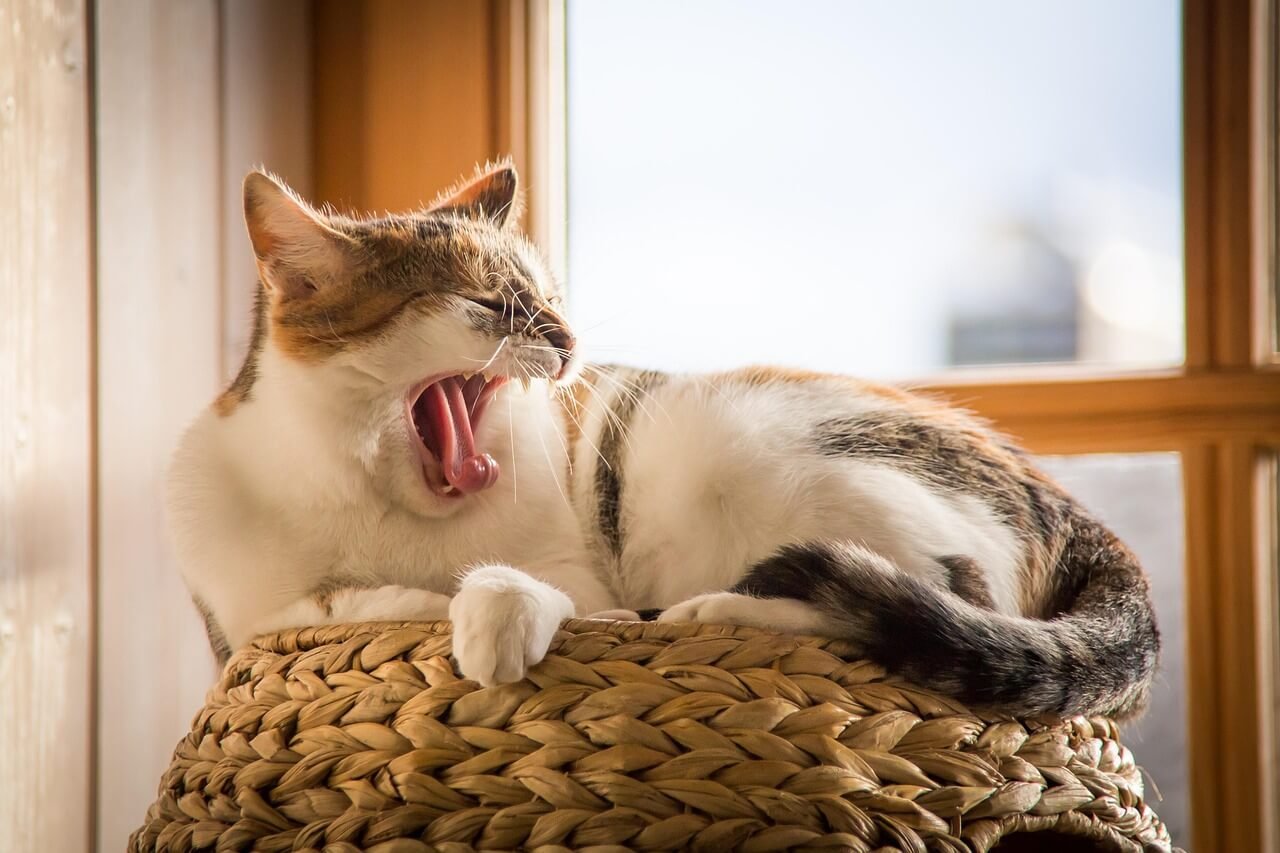 Why Is My Cat Purring So Loud? Best 7 Expert Behavior Tips!