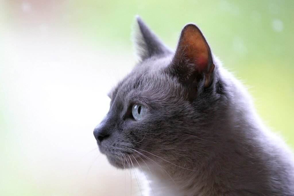 How to Call a Cat: Best 7 Expert Training Tips!
