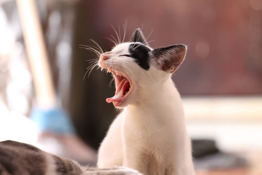 Can You Crate Train a Cat? Best 7 Expert Training Tips!