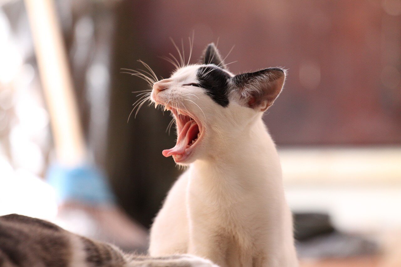 Can You Crate Train a Cat? Best 7 Expert Training Tips!