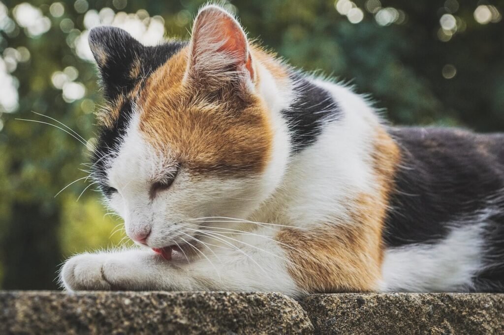 Signs Your Cat Has Worms: Best 7 Health Tips!