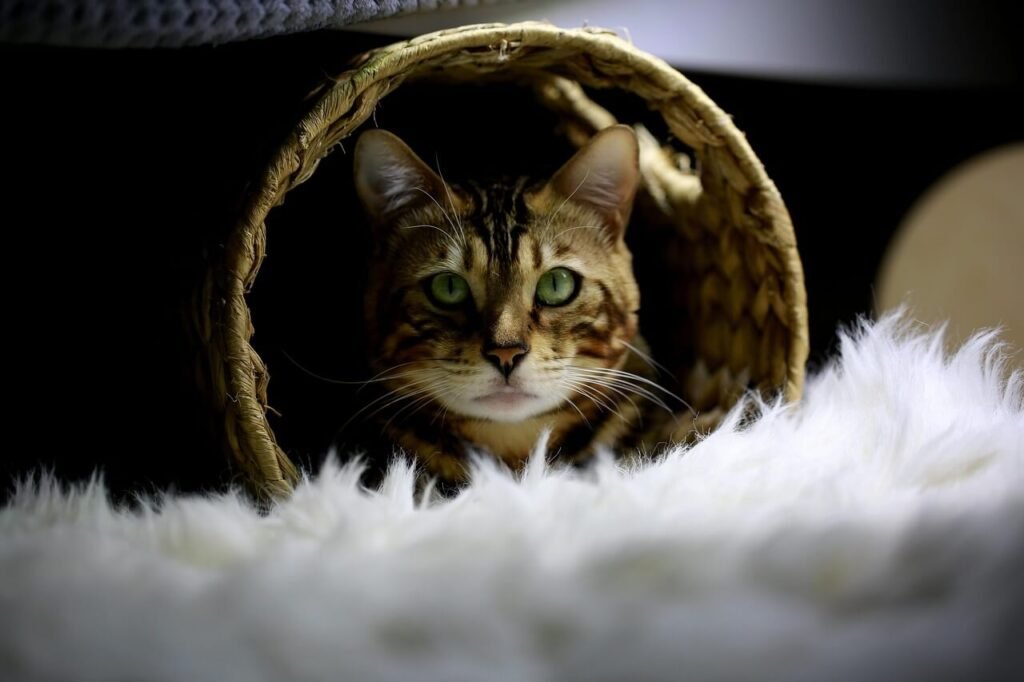 Why Does My Cat Bring Me Toys? Best 7 Behavior Tips!
