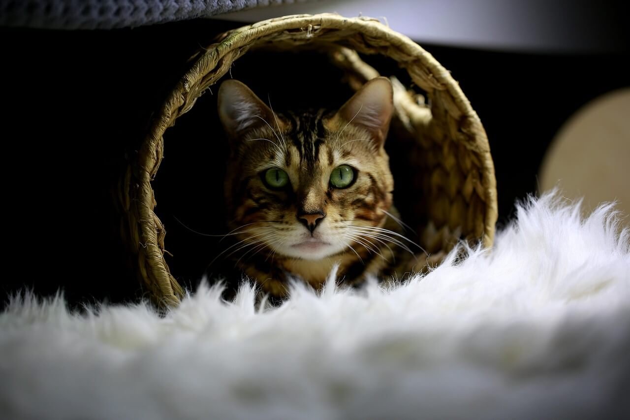 Why Does My Cat Bring Me Toys? Best 7 Behavior Tips!