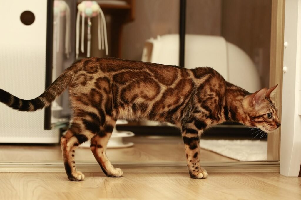 How Much Does a Bengal Cat Cost? Best 7 Buying Tips!