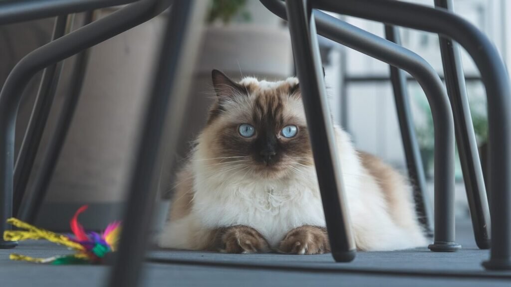 Discover the Charm of Ragdoll Himalayan Cats: Best 7 Tips!