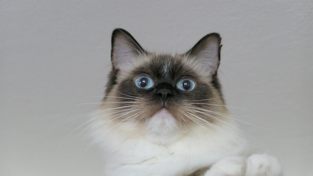 Why Do Cats Knock Things Off Tables? Best 7 Behavior Tips!