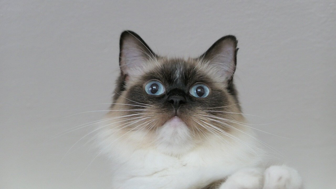 Why Do Cats Knock Things Off Tables? Best 7 Behavior Tips!