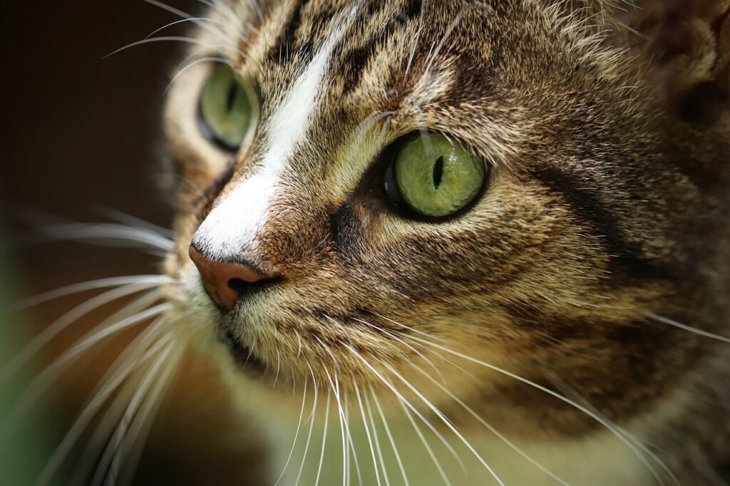 Why Does My Cat Sit on My Lap Facing Away from Me? Best 7 Tips