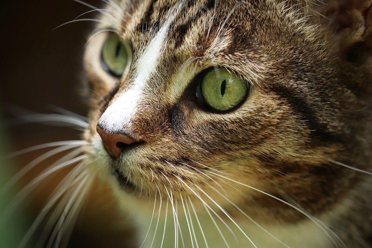 Why Does My Cat Sit on My Lap Facing Away from Me? Best 7 Tips