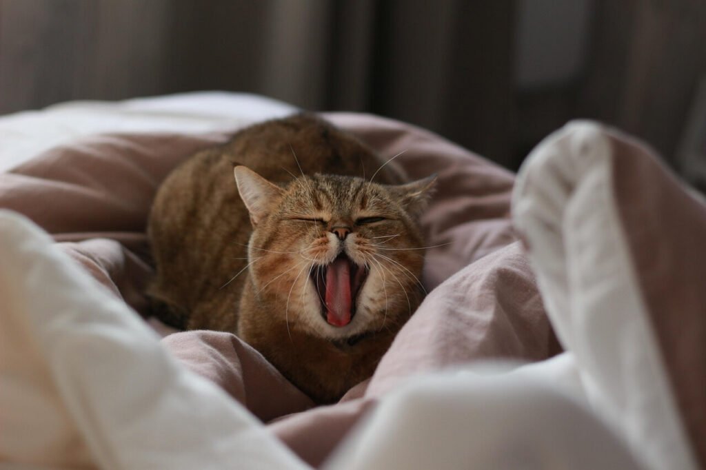 Why Is My Cat Meowing So Loudly? Best 7 Expert Behavior Tips