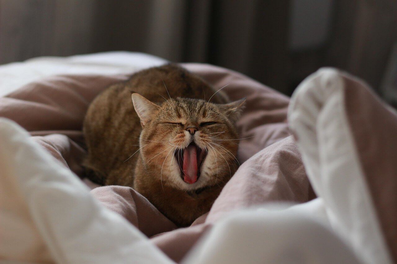 Why Is My Cat Meowing So Loudly? Best 7 Expert Behavior Tips
