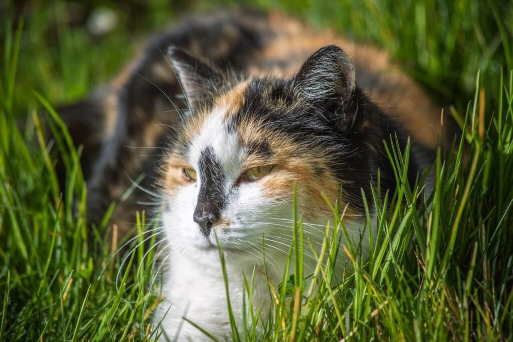 Why Does My Cat Not Like to Be Held? Best 7 Behavior Tips!