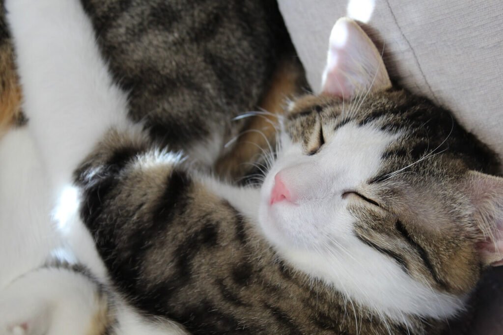 The Charm of the Curled Up Cat: Best 7 Behavior Tips!