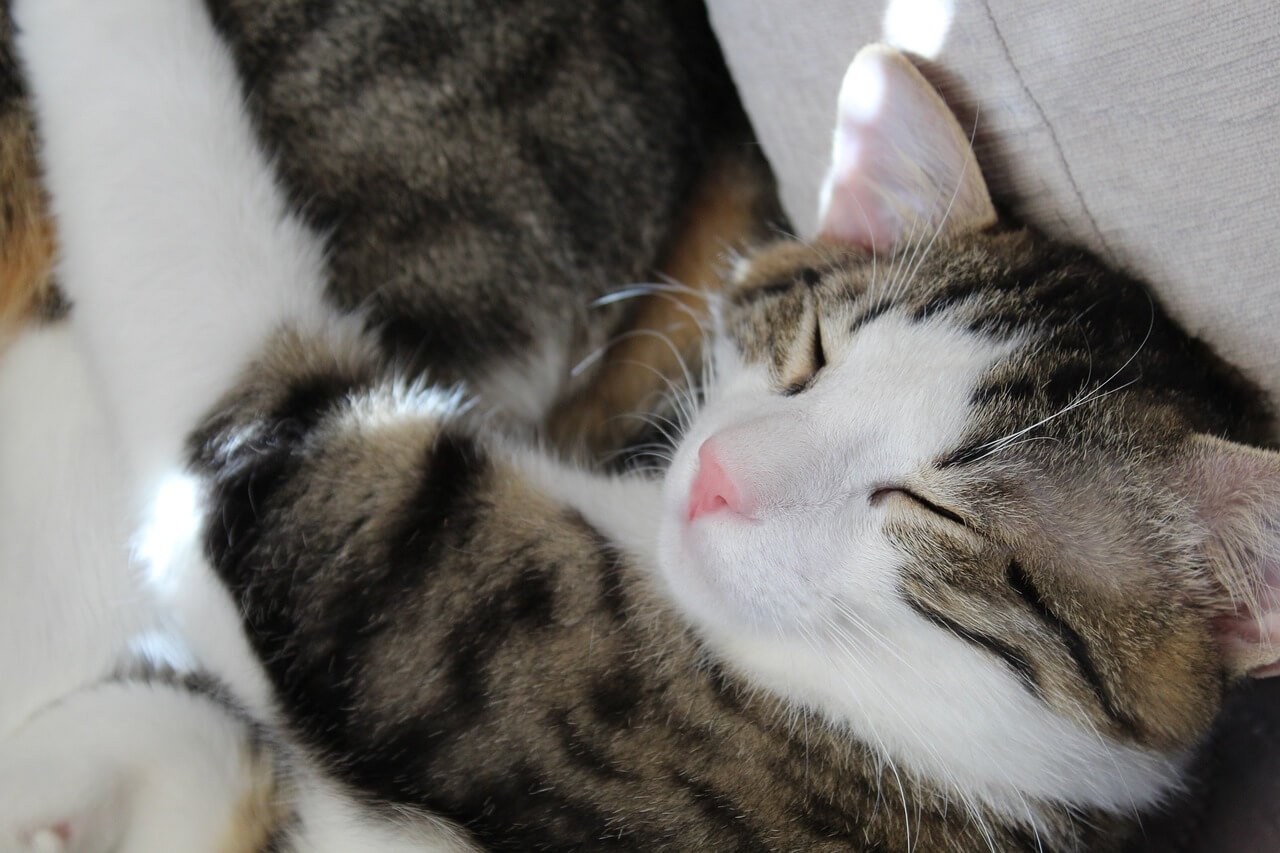 The Charm of the Curled Up Cat: Best 7 Behavior Tips!