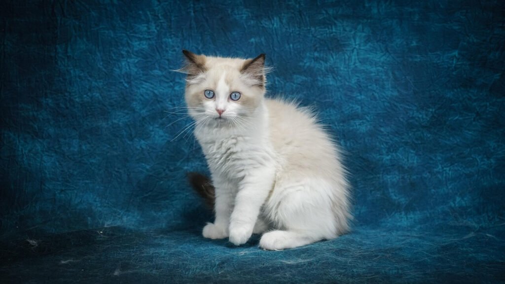 The Best Vacuum for Cat Litter: Best 7 Expet Tips!