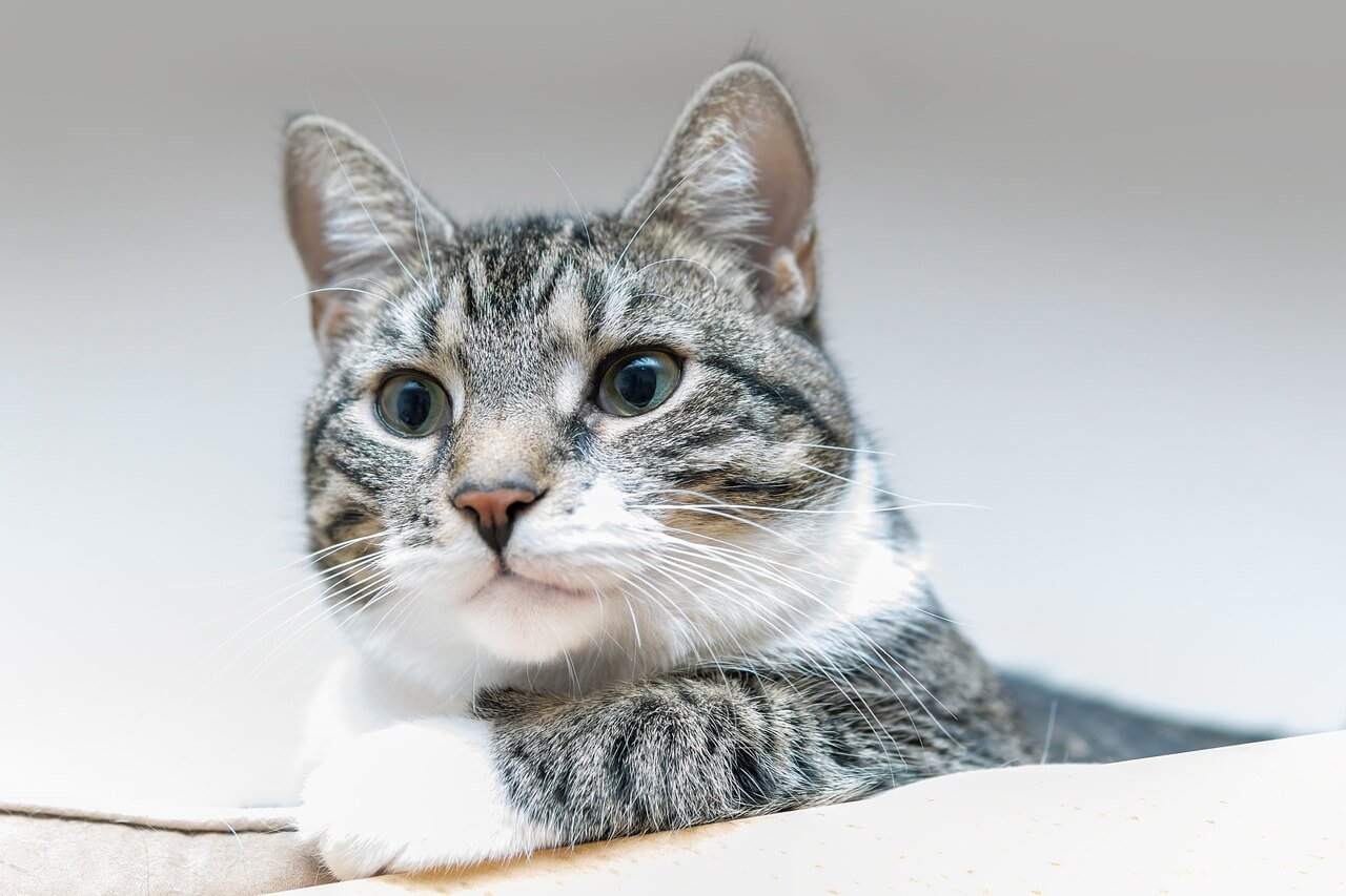 Why Is My Cat Licking My Blanket? Best 7 Behavior Tips!