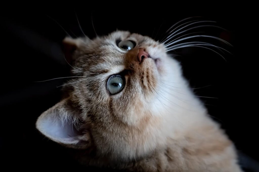 How to Tame a Cat: Best 7 Behavior Tips!