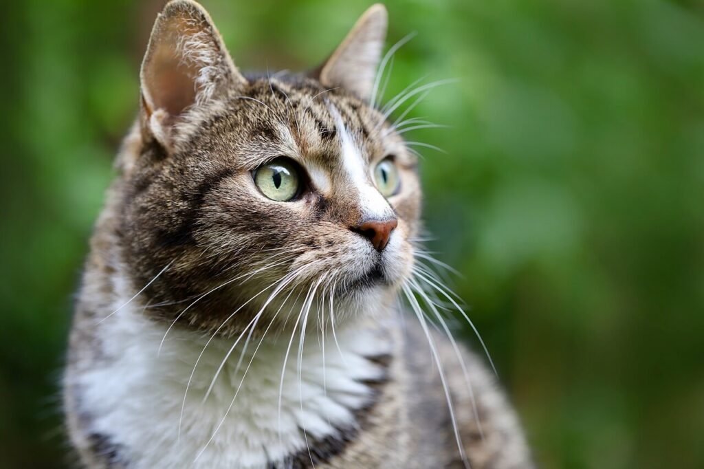 Why Is My Cat Sneezing and Have Watery Eyes? Best 7 Tips!