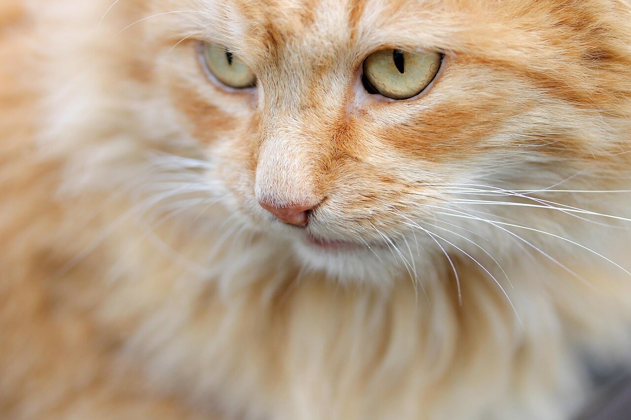 How Much Does a Rabies Shot for a Cat Cost? Best 7 Tips!