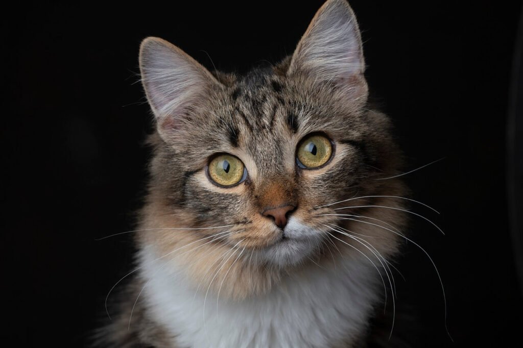 Why Did My Cat Poop on My Bed? Best 7 Expert Behavior Tips!