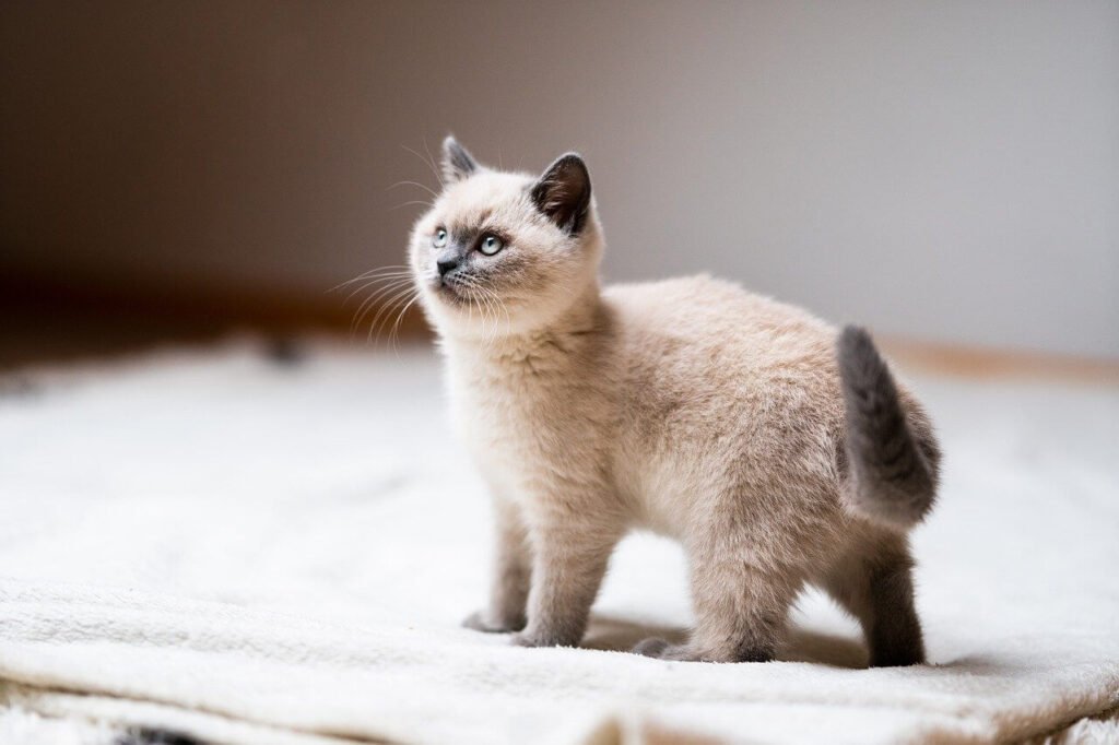 Understanding Prolapsed Anus in Cats: Best 7 Health Tips!