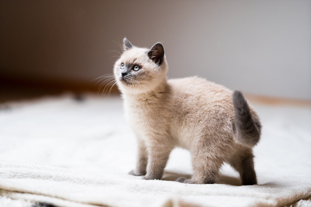 Understanding Prolapsed Anus in Cats: Best 7 Health Tips!