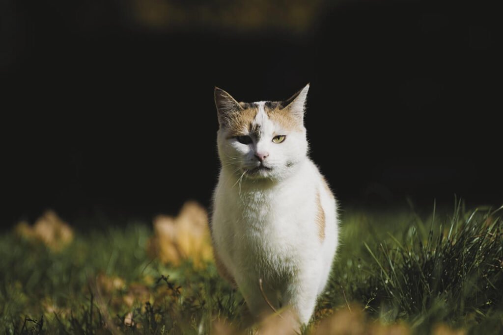 Understanding Cat Stomach Gurgling: Best 7 Health Tips!