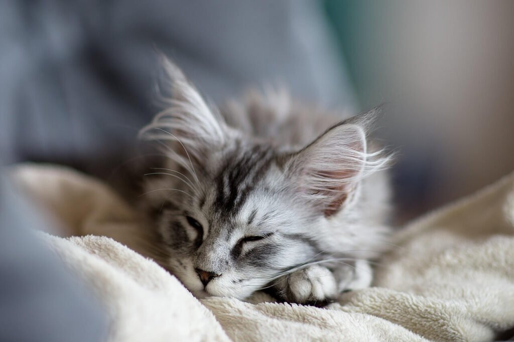 The Enchanting World of Half Maine Coon Cats: Best 7 Tips!