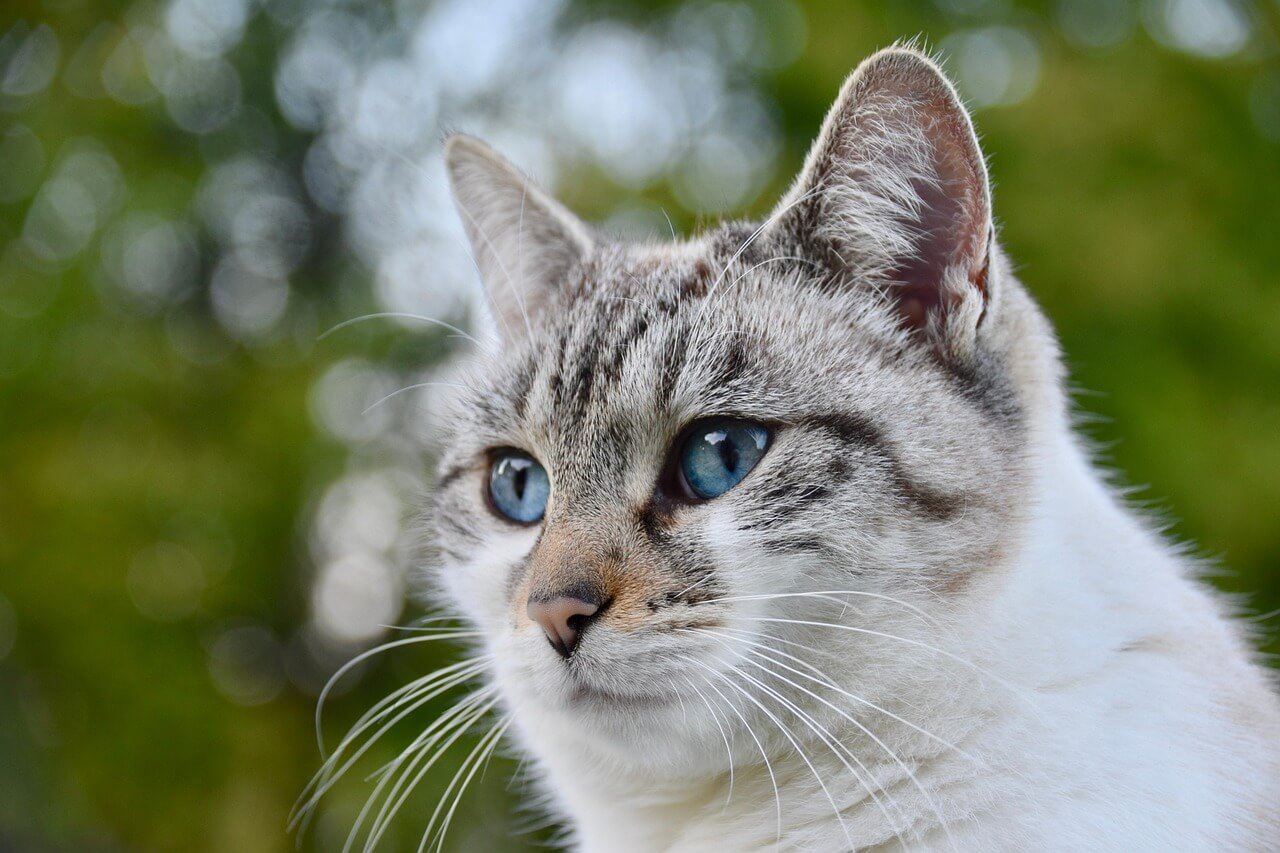 Why is My Cats Tail Falling Off? Best 7 Expert Health Tips!