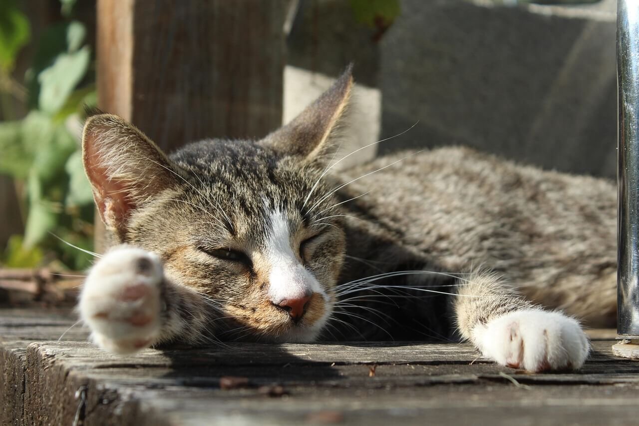Why Do Cats Lick Themselves? Best 7 Expert Behavior Tips!