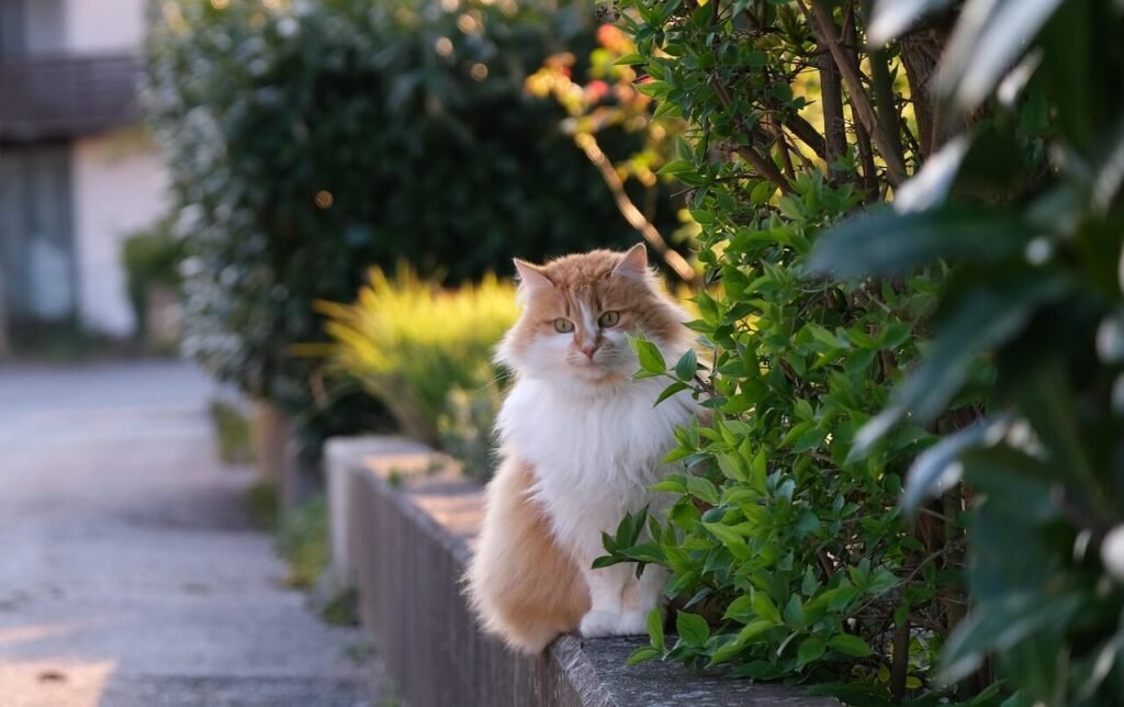 Can I Use Dawn to Wash My Cat? Best 7 Expert Grooming Tips!