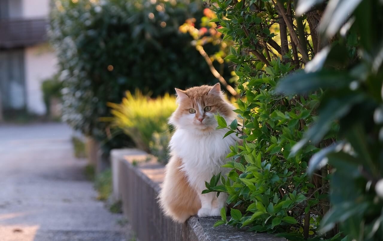 Can I Use Dawn to Wash My Cat? Best 7 Expert Grooming Tips!
