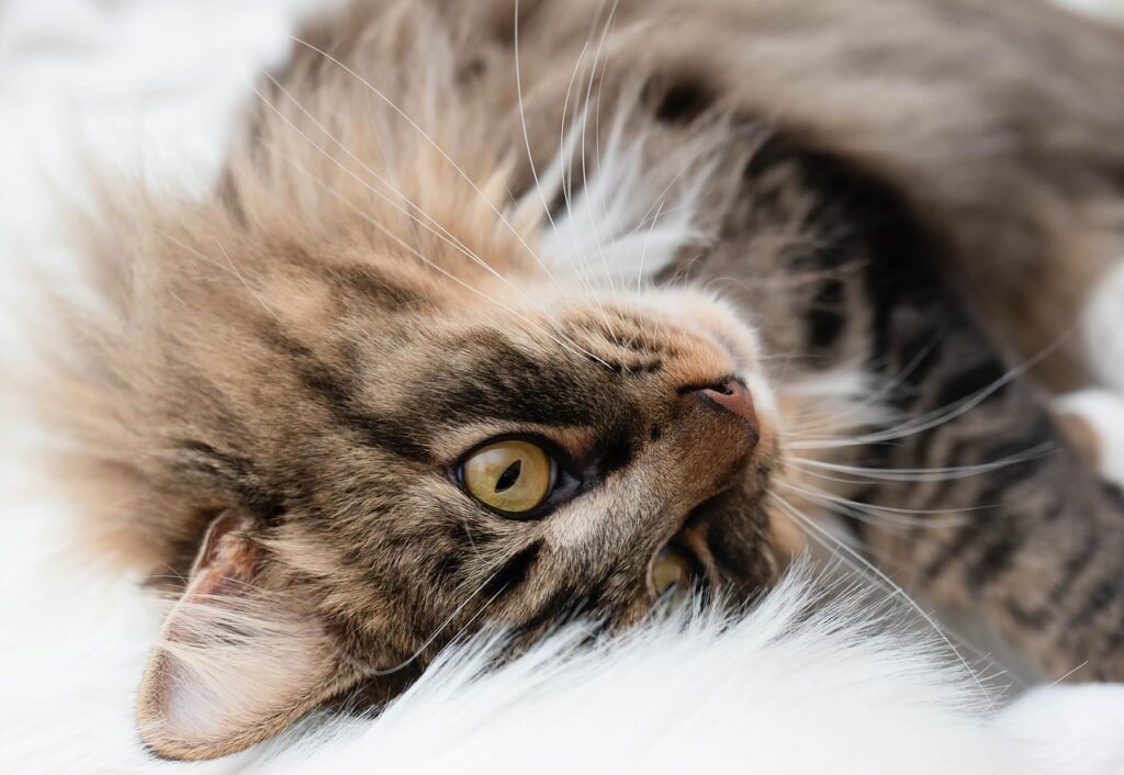 Why Does My Cat Follow Me Everywhere? Best 7 Behavior Tips!