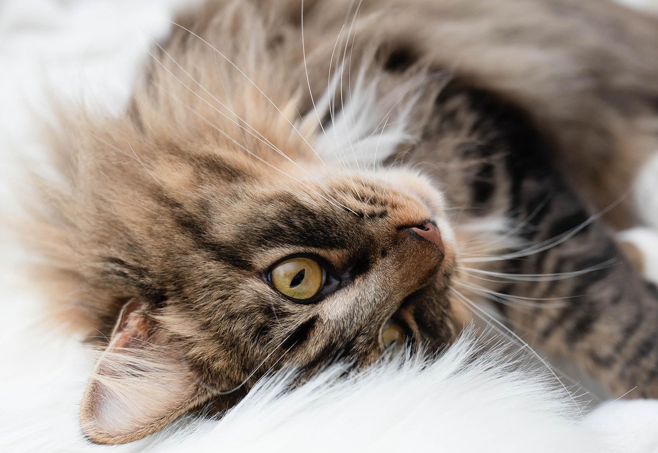 Why Does My Cat Follow Me Everywhere? Best 7 Behavior Tips!