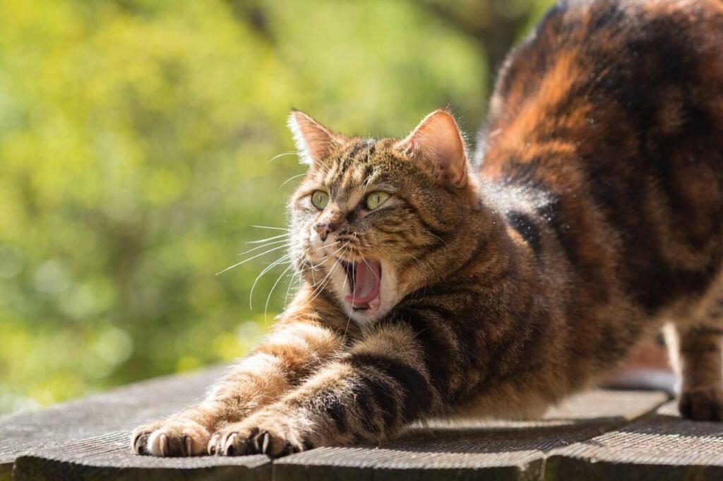 Why Does My Cat Hump While Kneading? Best 7 Behavior Tips!