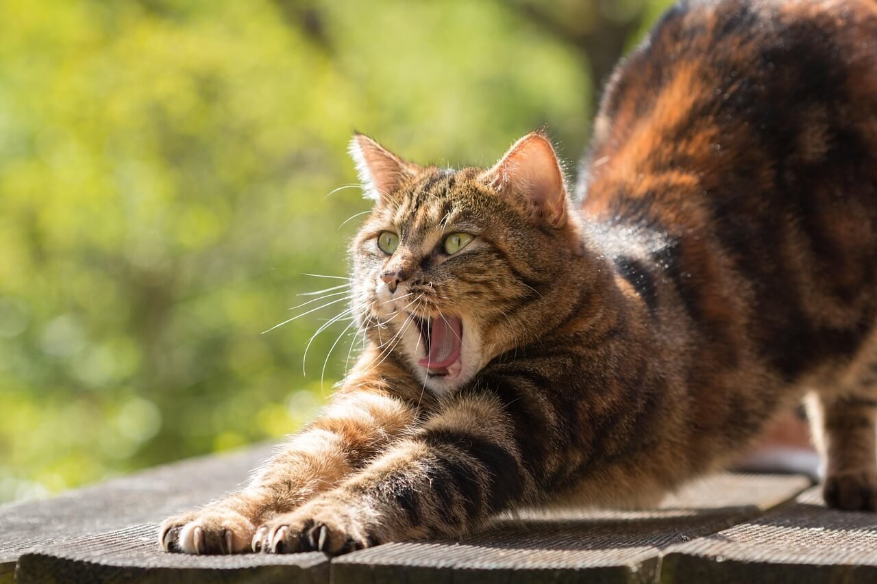Why Does My Cat Hump While Kneading? Best 7 Behavior Tips!