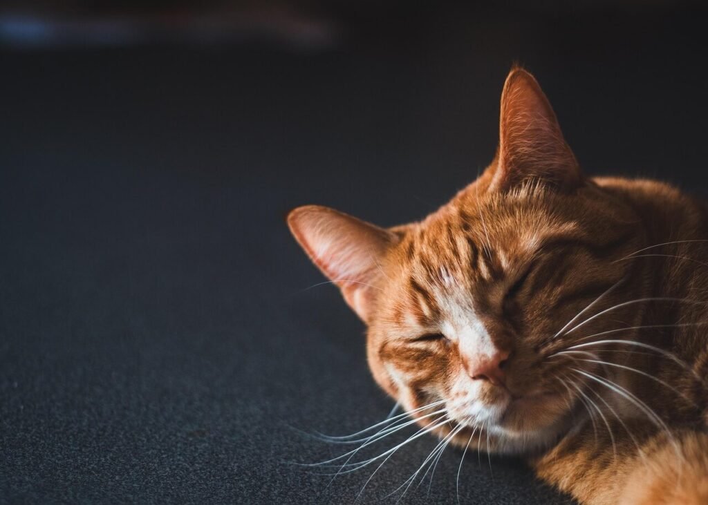 Discover the Charm of Arabic Cat Names: Best 7 Tips!