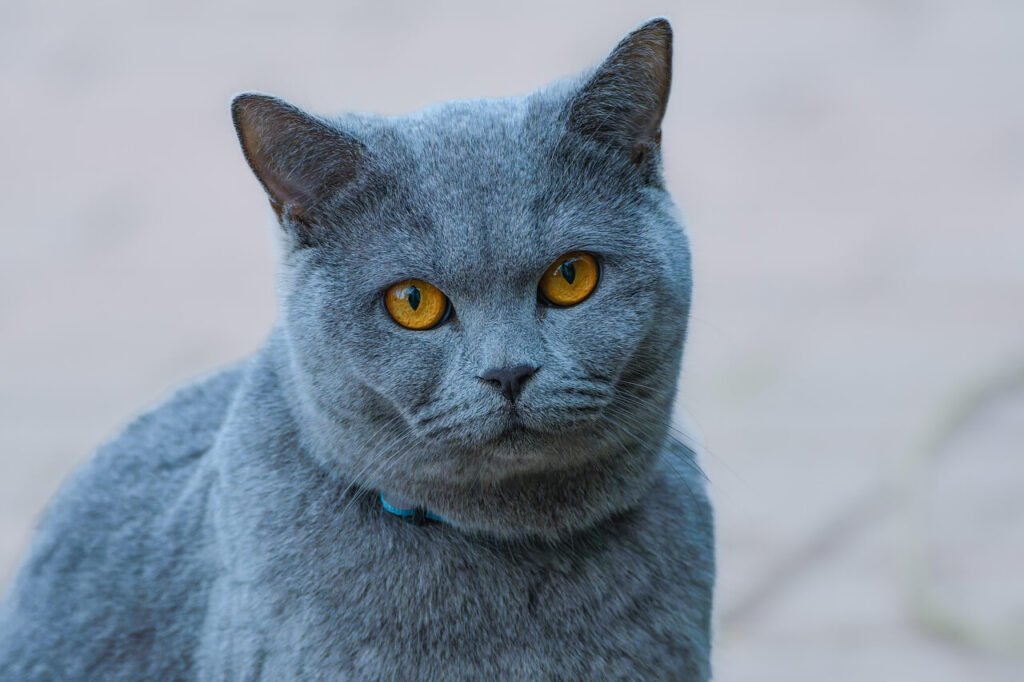 Why Did My Cat Attack Me? Best 7 Expert Behavior Tips!