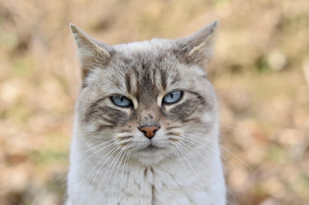 How to Deworm a Cat: Best 7 Expert Health Tips!