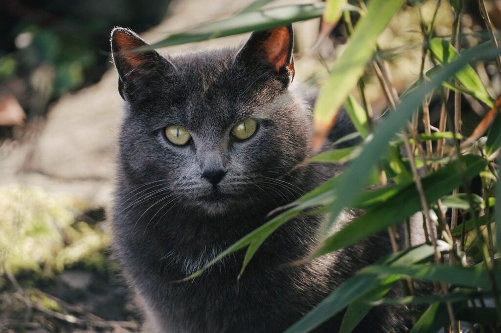 Why Does My Cat Bite My Hair? Best 7 Expert Behavior Tips!