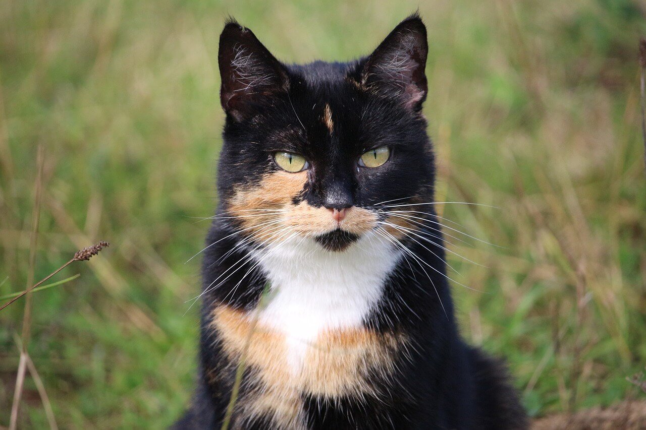 Understanding Cat Fight Wounds: Best 7 Health Tips!