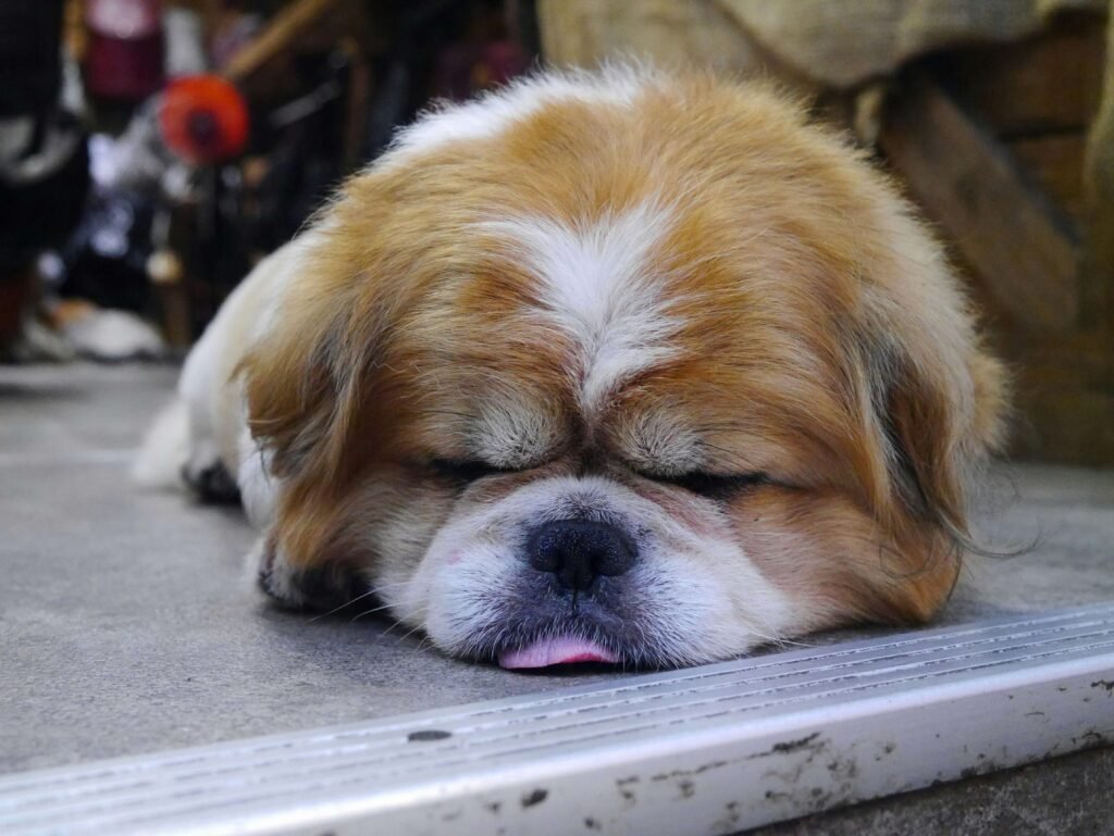 Why Does My Dog Snore? Best 7 Health Tips!