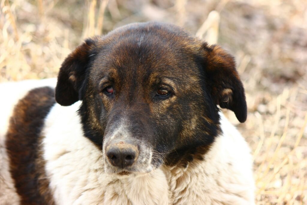 Carpathian Shepherd Dog: Best 7 Expert Tips!